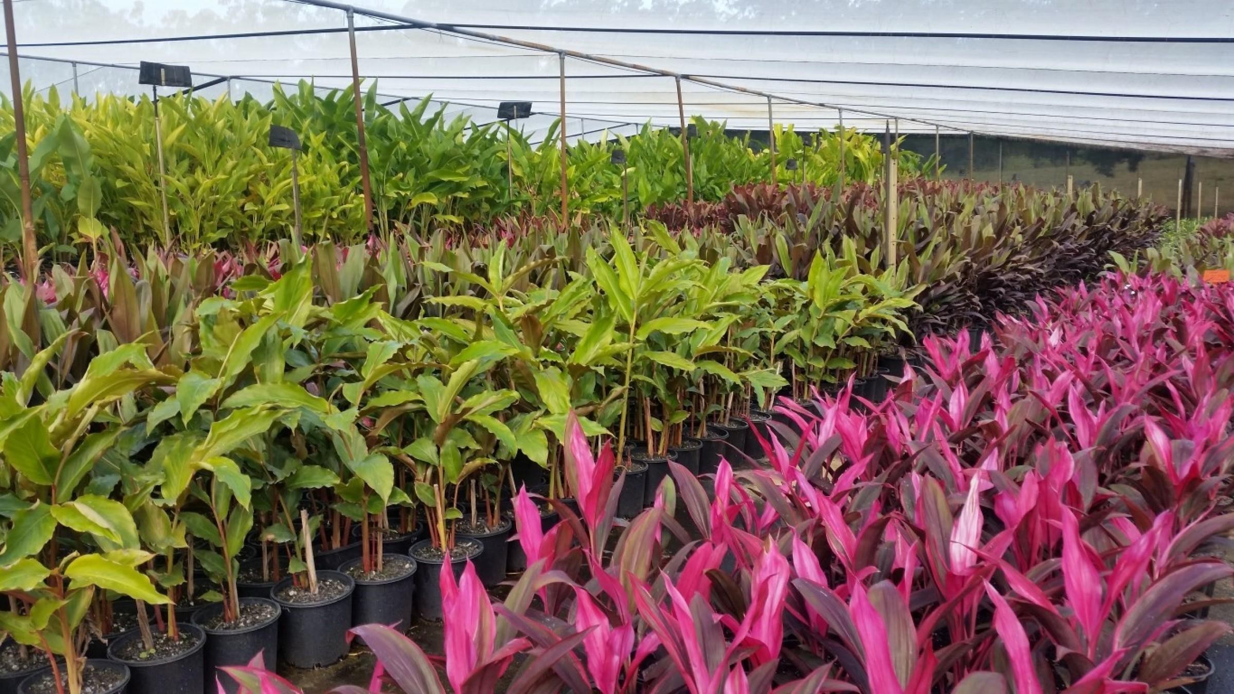 Wholesale Nursery 1316 image 1