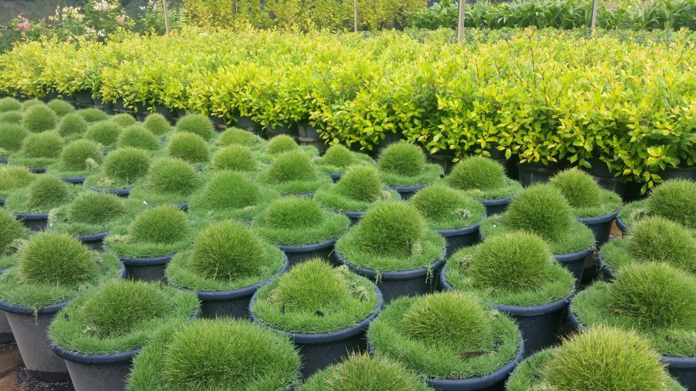Wholesale Nursery 1316 image 2