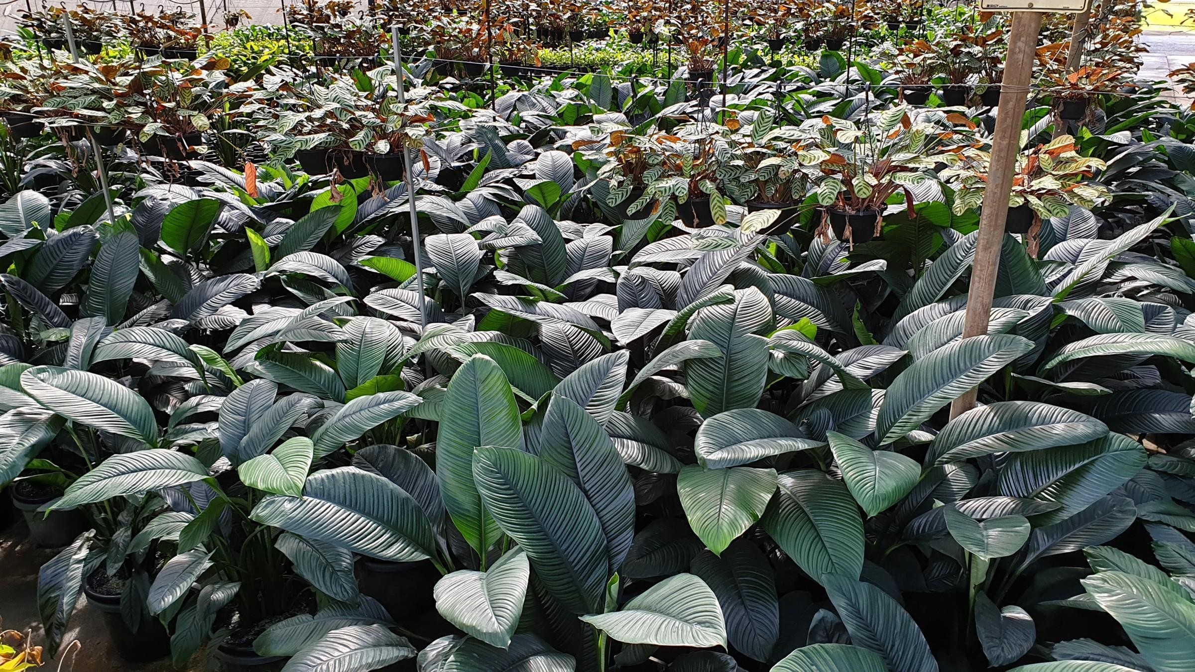 Wholesale Nursery 1316 image 4